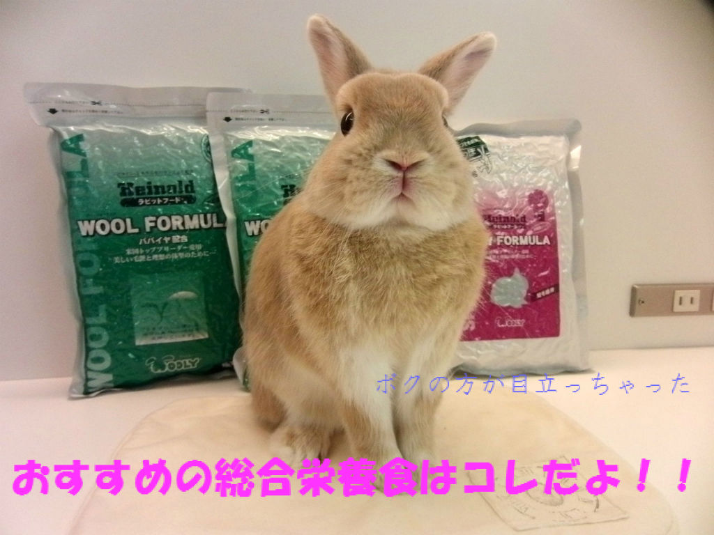 うさぎのしっぽ　うさぎのフード うさぎのしっぽうさぎのフード