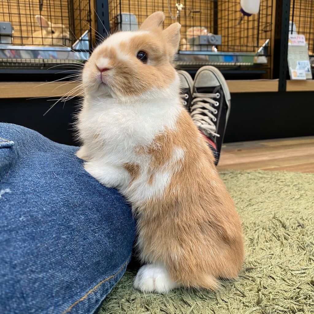 新入りさんご紹介 : うさぎブログ うさぎのしっぽ公式ブログ「日々しっぽ」