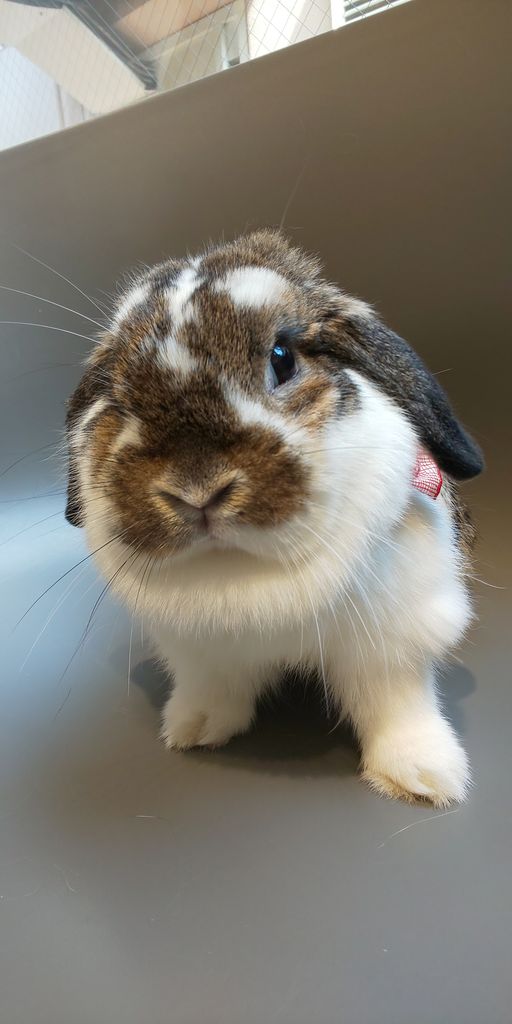 うさぎブログ うさぎのしっぽ公式ブログ 日々しっぽ 朝晩は涼しくなってきましたね