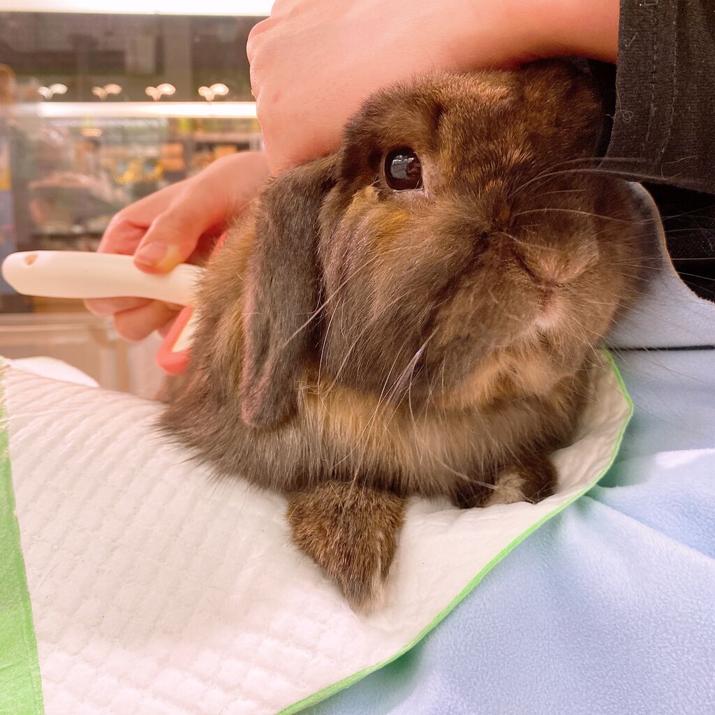 うさぎブログ うさぎのしっぽ公式ブログ 日々しっぽ 恵比寿店 Livedoor Blog ブログ