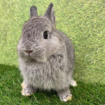 うさぎブログ うさぎのしっぽ公式ブログ 日々しっぽ おやすみのチンチラカラーちゃん