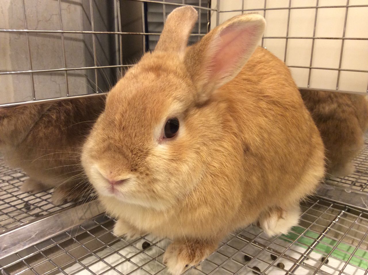 うさぎブログ うさぎのしっぽ公式ブログ 日々しっぽ もちもちキュート