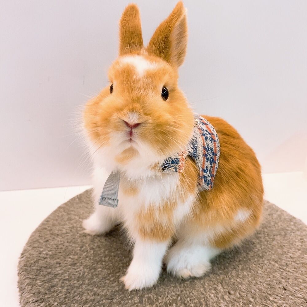 かわいすぎる新柄登場！ : うさぎブログ うさぎのしっぽ公式ブログ