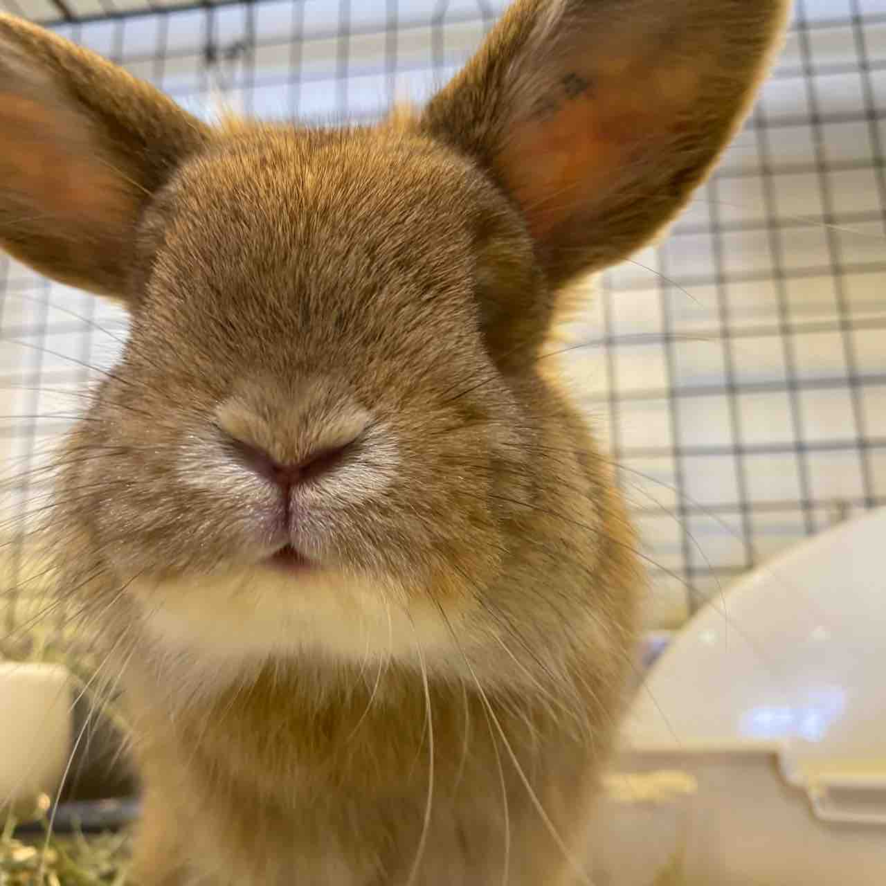 うさぎブログ うさぎのしっぽ公式ブログ 日々しっぽ うさちゃんは癒し うさぎブログ うさぎのしっぽ公式ブログ 日々しっぽ うさちゃんは癒し