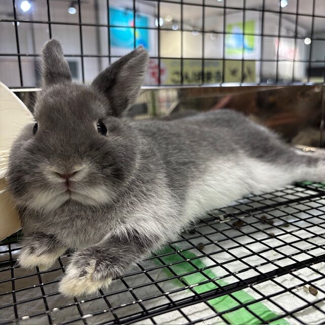 新入りネザー♪ : うさぎブログ うさぎのしっぽ公式ブログ「日々しっぽ」