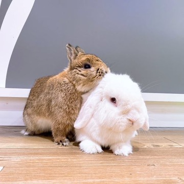 だんふん