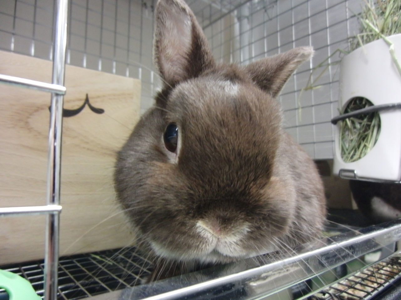 うさぎブログ うさぎのしっぽ公式ブログ 日々しっぽ 病院紹介 動物病院バニーグラス 東京都葛飾区柴又