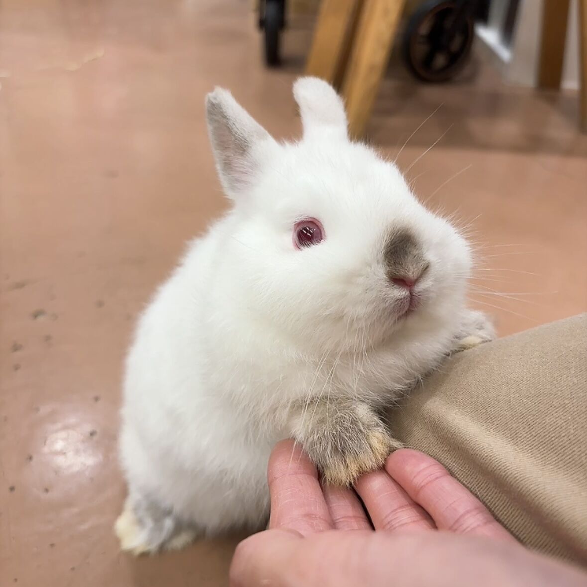 柴又店の新入りうさちゃんをご紹介！ : うさぎブログ うさぎのしっぽ