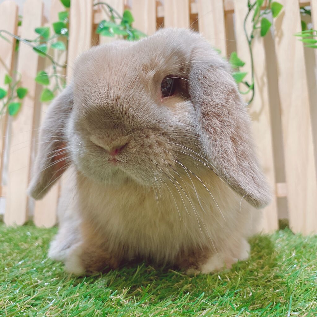 うさぎブログ うさぎのしっぽ公式ブログ 日々しっぽ ヴィーナスフォート店 営業再開しました うさぎブログ うさぎのしっぽ公式ブログ 日々しっぽ ヴィーナスフォート店 営業再開しました