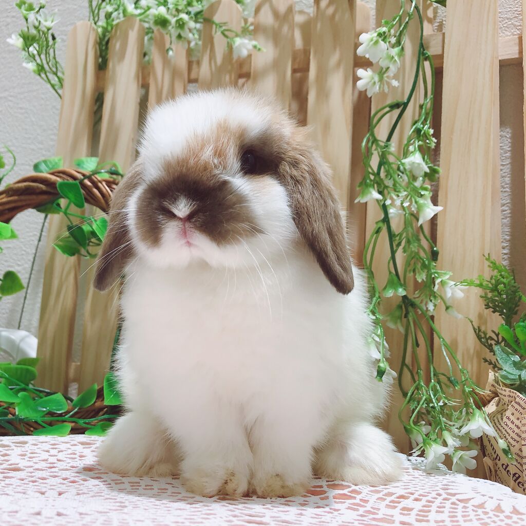 かわいいうさちゃんデビュー☆ : うさぎブログ うさぎのしっぽ