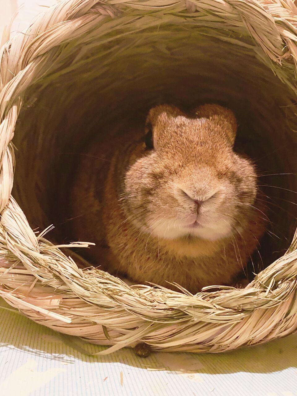 うさぎブログ うさぎのしっぽ公式ブログ 日々しっぽ お家の子のご紹介