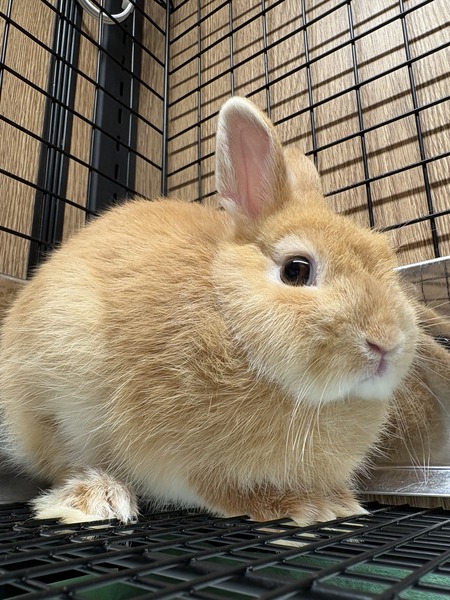 新入りネザーちゃんご紹介！ : うさぎブログ うさぎのしっぽ公式ブログ