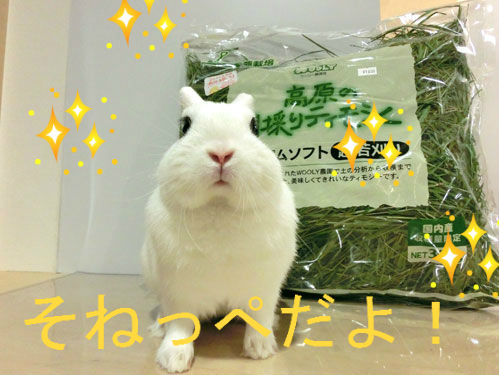 うさぎブログ うさぎのしっぽ公式ブログ 日々しっぽ 今年度産だよ うさぎブログ うさぎのしっぽ公式ブログ 日々しっぽ 今年度産だよ