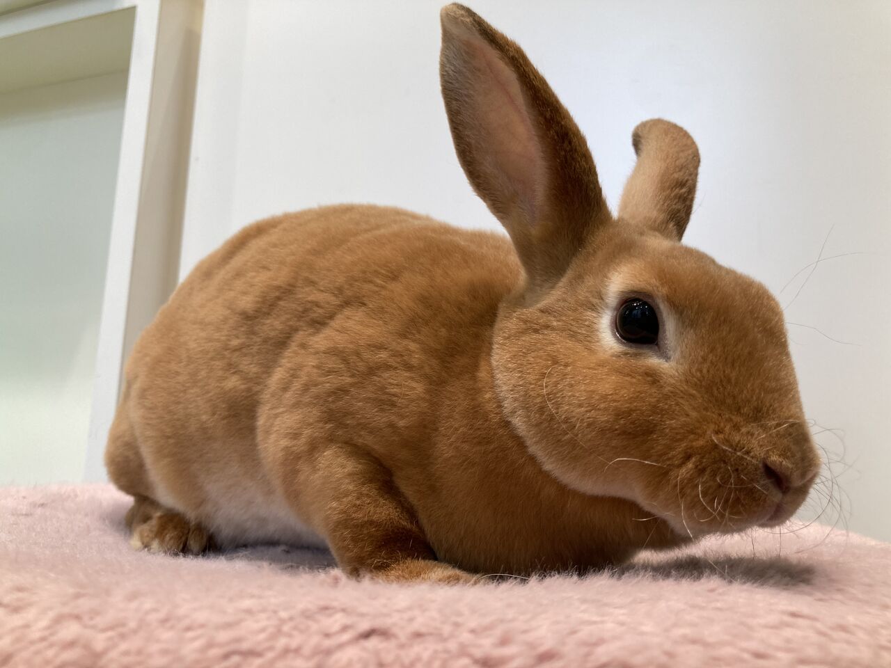 魅惑のレッキスガールズ : うさぎブログ うさぎのしっぽ公式ブログ