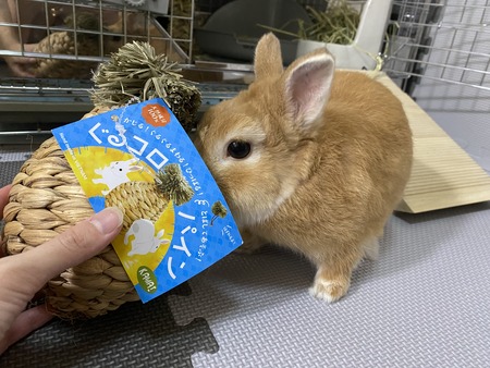 パインの形のおもちゃ！ : うさぎブログ うさぎのしっぽ公式ブログ
