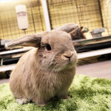 うさぎブログ うさぎのしっぽ公式ブログ 日々しっぽ たれみみさん大集合 In吉祥寺店 うさぎブログ うさぎのしっぽ公式ブログ 日々しっぽ たれみみさん大集合 In吉祥寺店