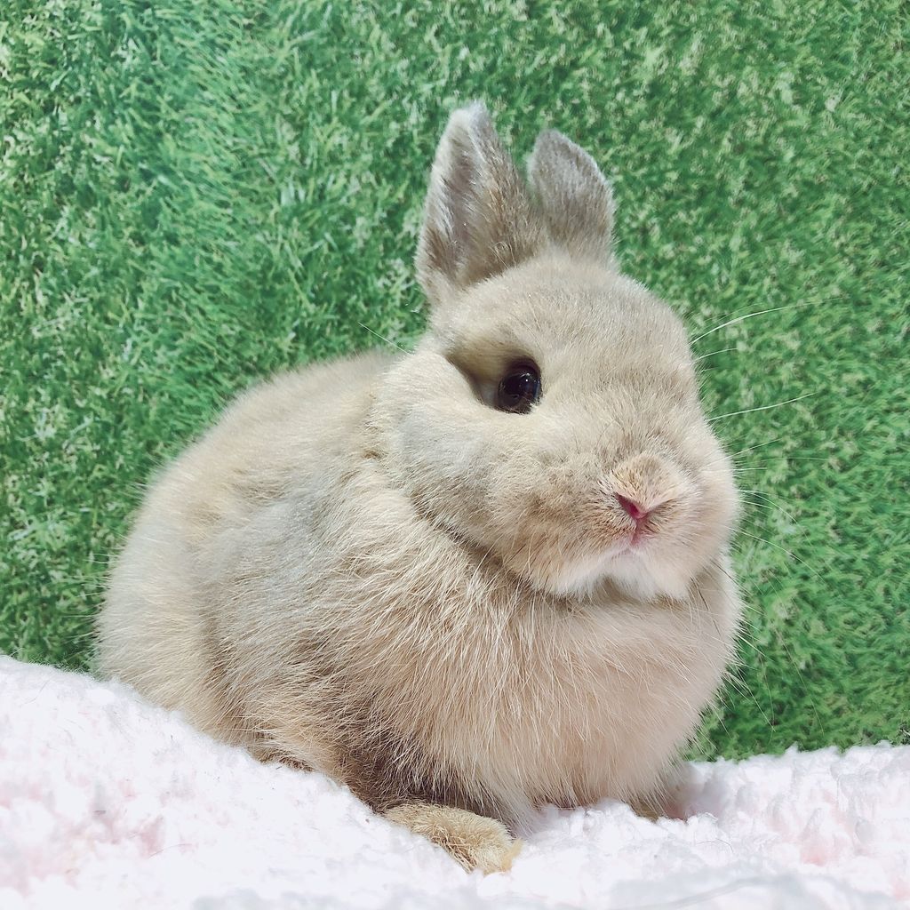 うさぎブログ うさぎのしっぽ公式ブログ 日々しっぽ うさちゃんデビュー うさぎブログ うさぎのしっぽ公式ブログ 日々しっぽ うさちゃんデビュー