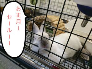 BlogPaint