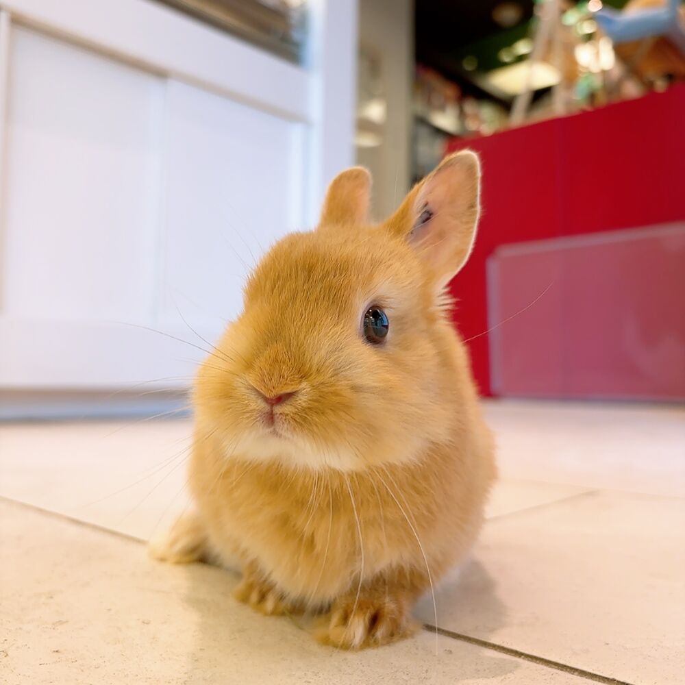 たちみみ派？たれみみ派？ : うさぎブログ うさぎのしっぽ公式ブログ