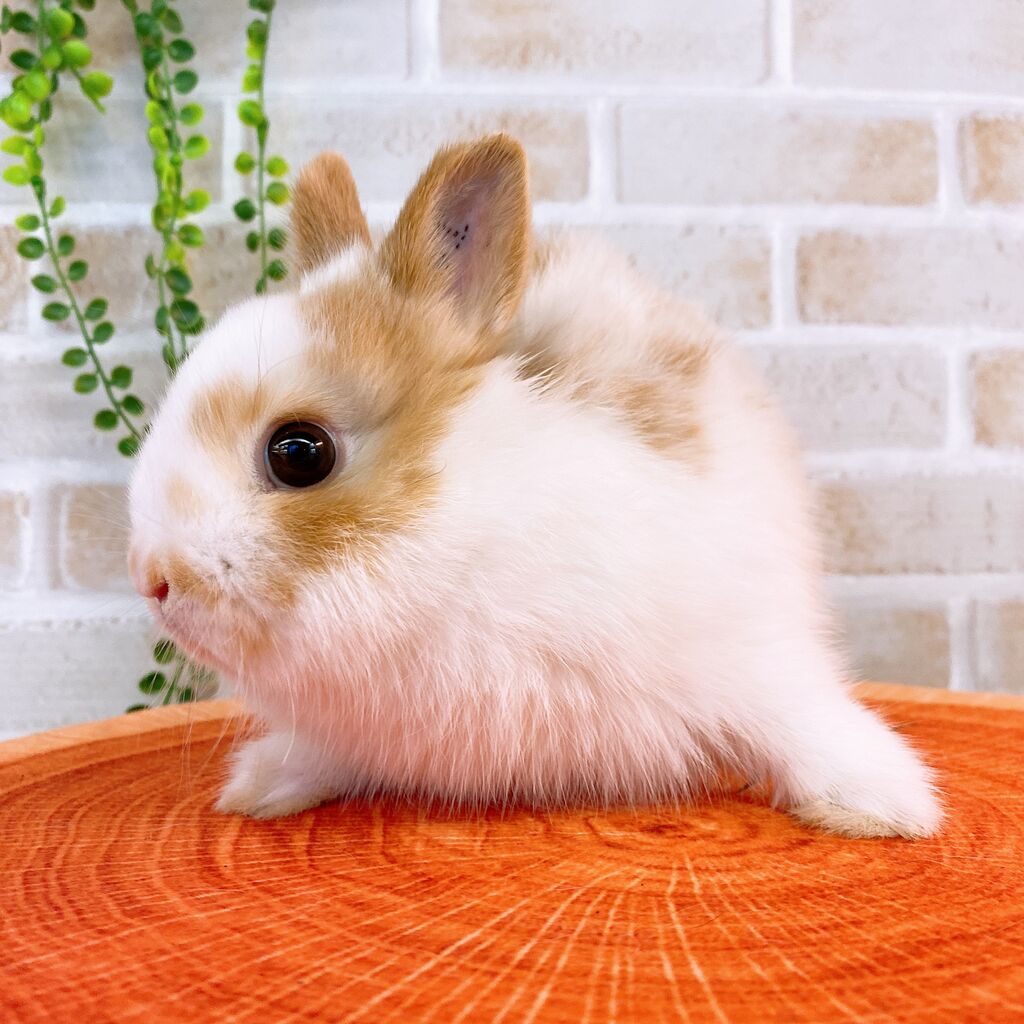 うさぎブログ うさぎのしっぽ公式ブログ 日々しっぽ うさちゃん紹介