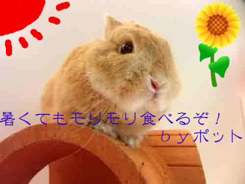 うさぎブログ うさぎのしっぽ公式ブログ 日々しっぽ 12年tタッチ ラビット アソシエイト認定コース