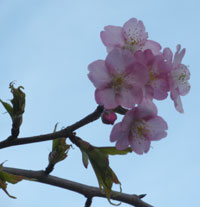 sakura