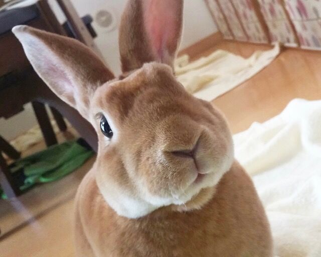 うさぎブログ うさぎのしっぽ公式ブログ 日々しっぽ 新人スタッフの山本です
