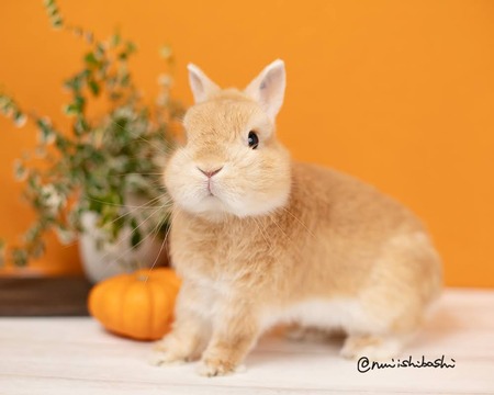 GetAttachmentThumbnail