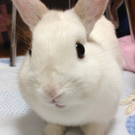 koto