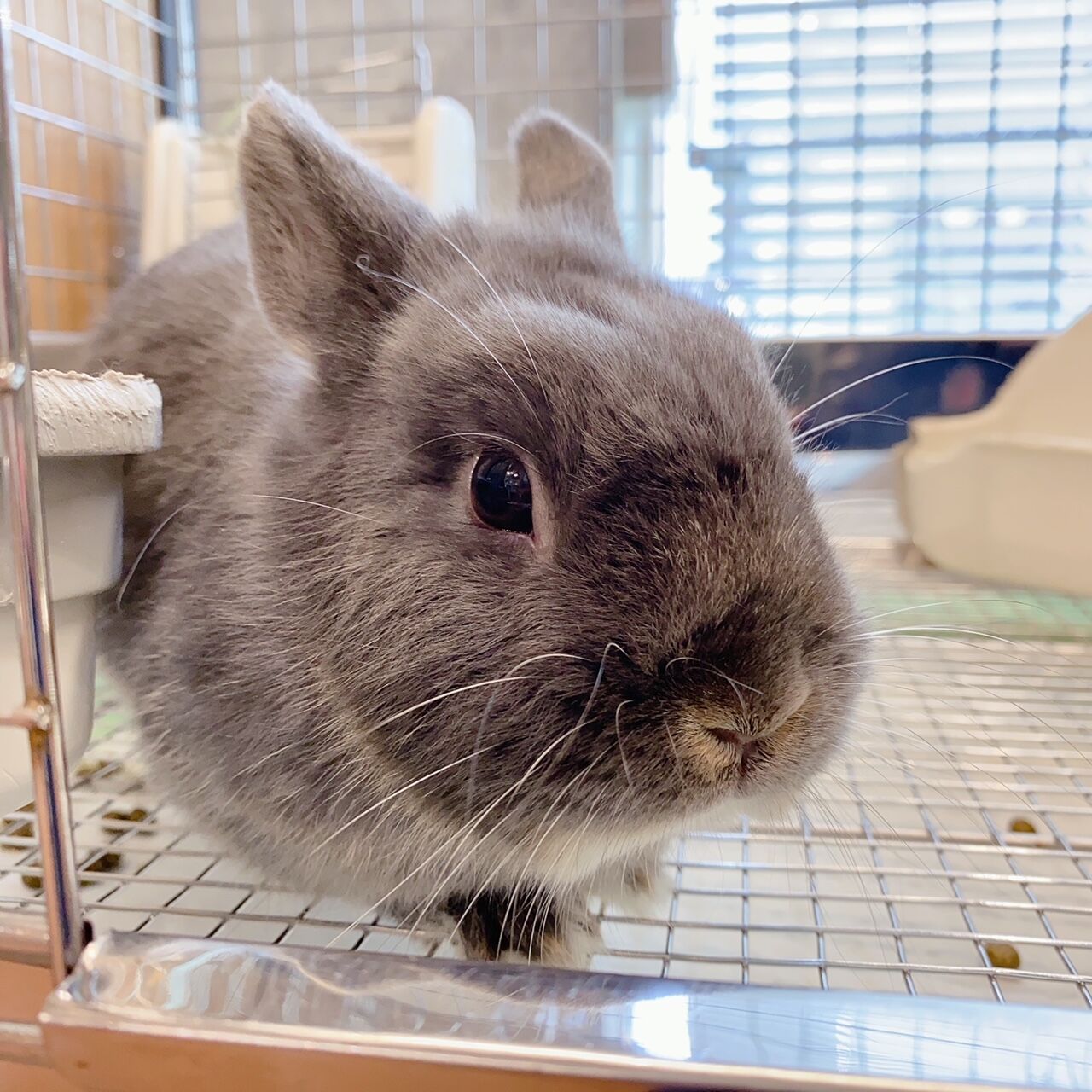 うさぎさん様 柴又店大人うさぎさん紹介！ : うさぎブログ うさぎのしっぽ公式