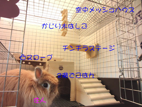 うさぎブログ うさぎのしっぽ公式ブログ 日々しっぽ プリンセス