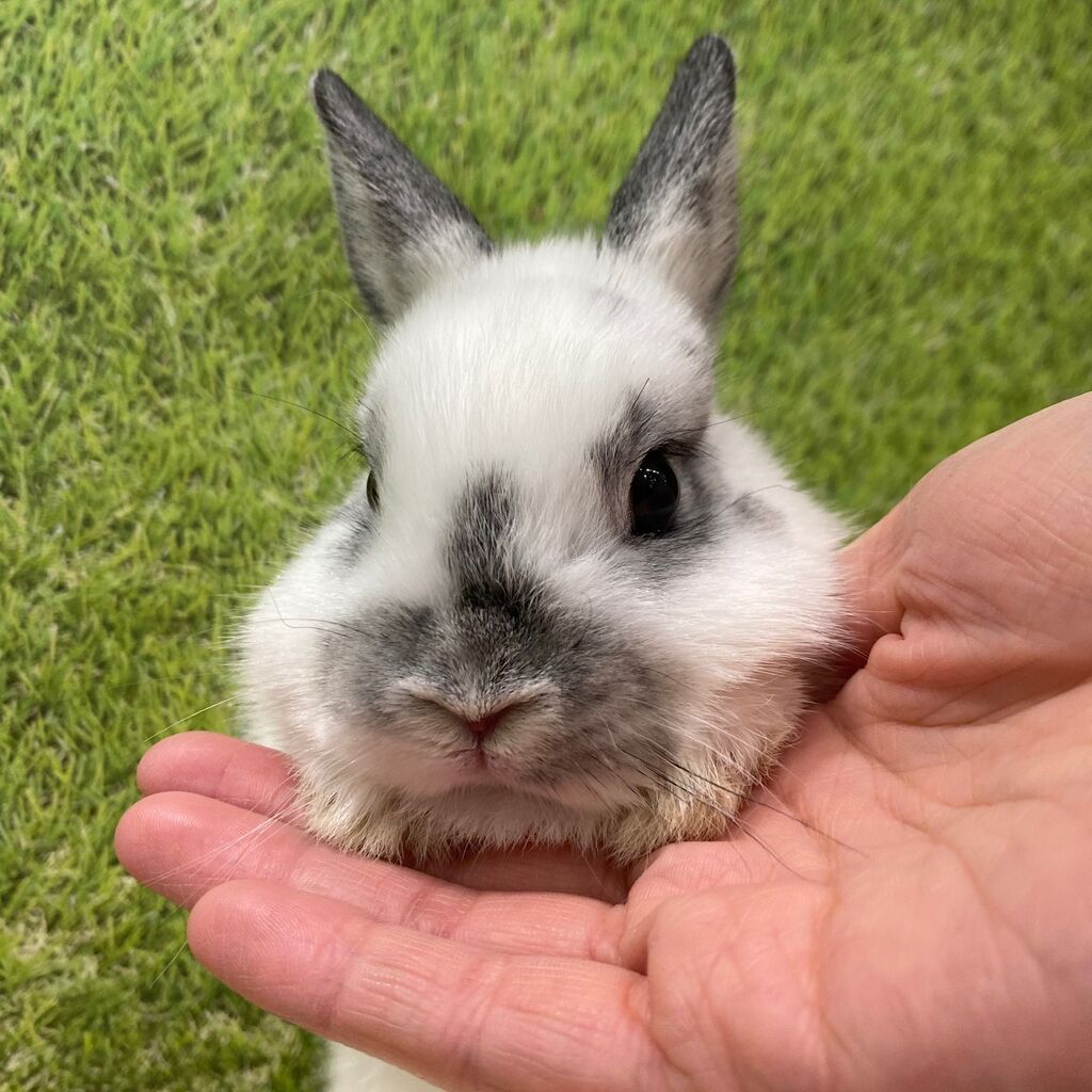 うさちゃんデビュー♩ : うさぎブログ うさぎのしっぽ公式ブログ「日々