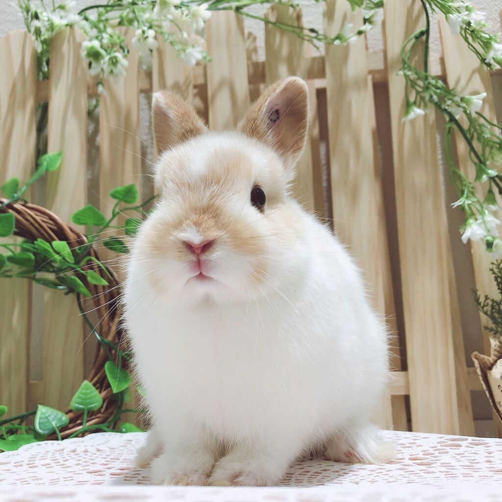 かわいいうさちゃんデビュー☆ : うさぎブログ うさぎのしっぽ