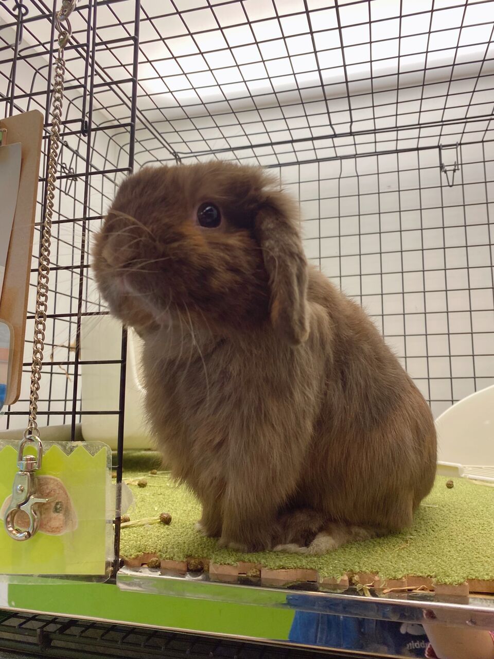 ちー助の日常 : うさぎブログ うさぎのしっぽ公式ブログ「日々 ちー助の日常 : うさぎブログ うさぎのしっぽ公式ブログ「日々
