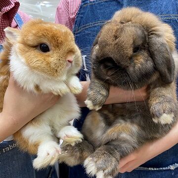 みつなちゅ