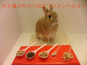 うさぎブログ うさぎのしっぽ公式ブログ 日々しっぽ おやつ研究家