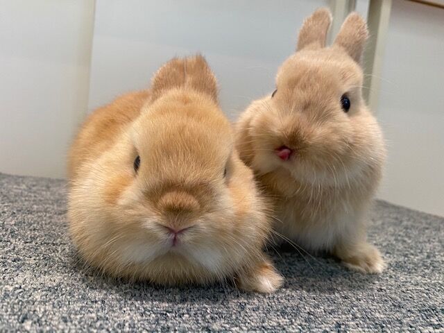 うさぎブログ うさぎのしっぽ公式ブログ 日々しっぽ 年12月19日 Livedoor Blog ブログ