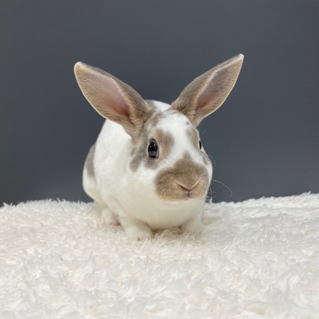 うさぎブログ うさぎのしっぽ公式ブログ 日々しっぽ Livedoor Blog ブログ