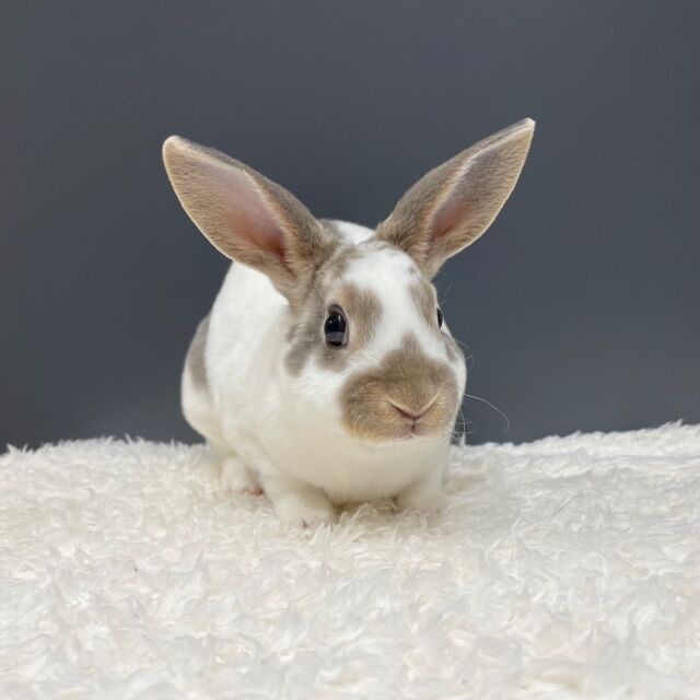 うさぎブログ うさぎのしっぽ公式ブログ 日々しっぽ 暑い夏を乗り切ろう