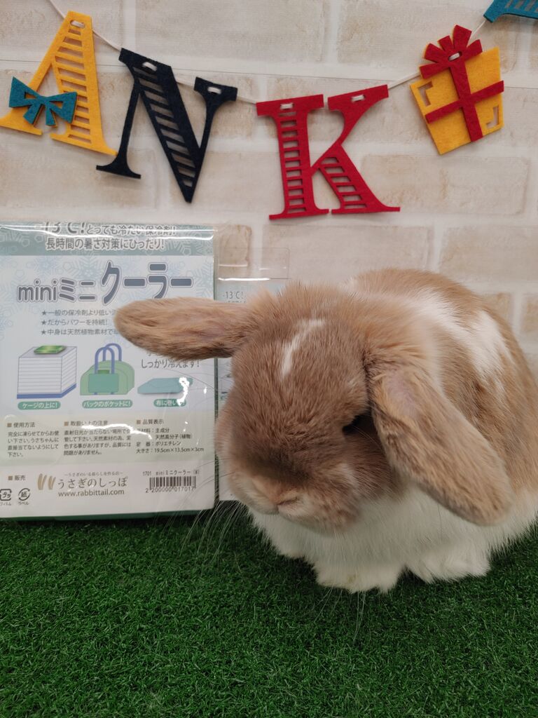 うさぎブログ うさぎのしっぽ公式ブログ 日々しっぽ 毎日暑いですね