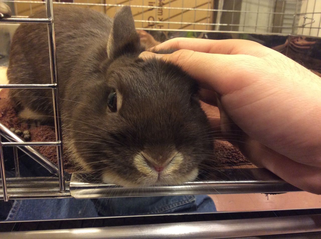 うさぎブログ うさぎのしっぽ公式ブログ 日々しっぽ しっぽのうさちゃんの里親募集しています うさぎブログ うさぎのしっぽ公式ブログ 日々しっぽ しっぽのうさちゃんの里親募集しています