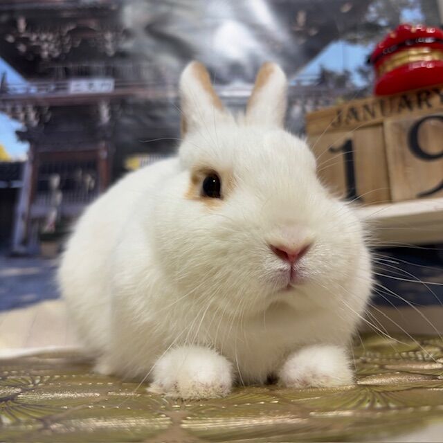 柴又店自慢の美うさぎ姉妹 : うさぎブログ うさぎのしっぽ公式ブログ