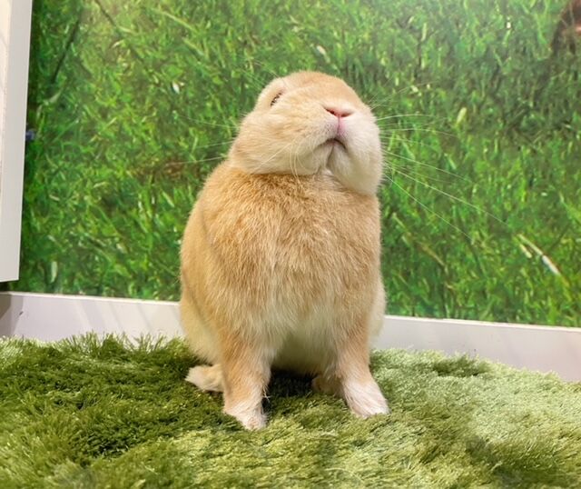 ネザー戦隊オレンジャーズ-2.0- : うさぎブログ うさぎのしっぽ公式