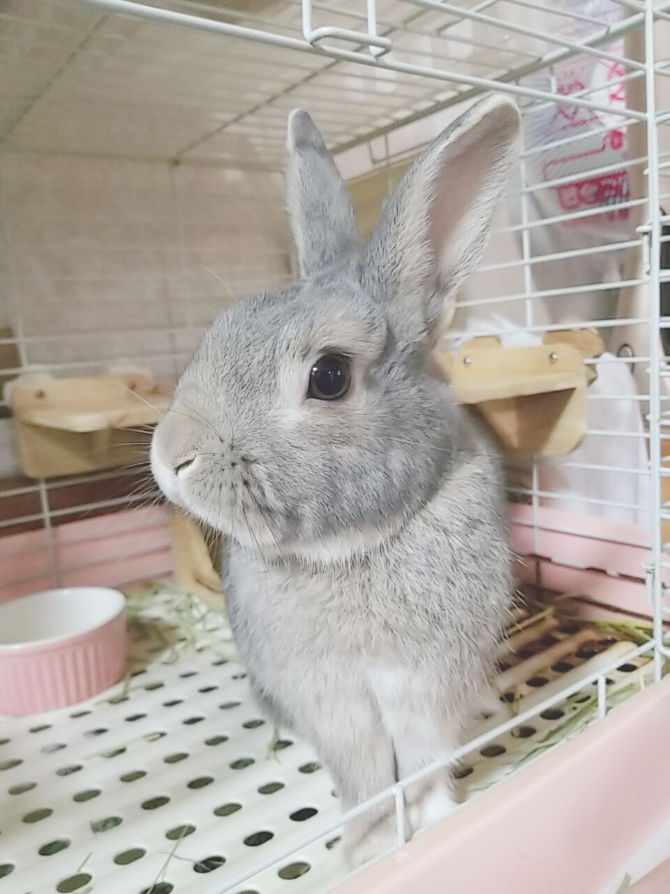 うさぎブログ うさぎのしっぽ公式ブログ 日々しっぽ 新人スタッフ自己紹介 うさぎブログ うさぎのしっぽ公式ブログ 日々しっぽ 新人スタッフ自己紹介
