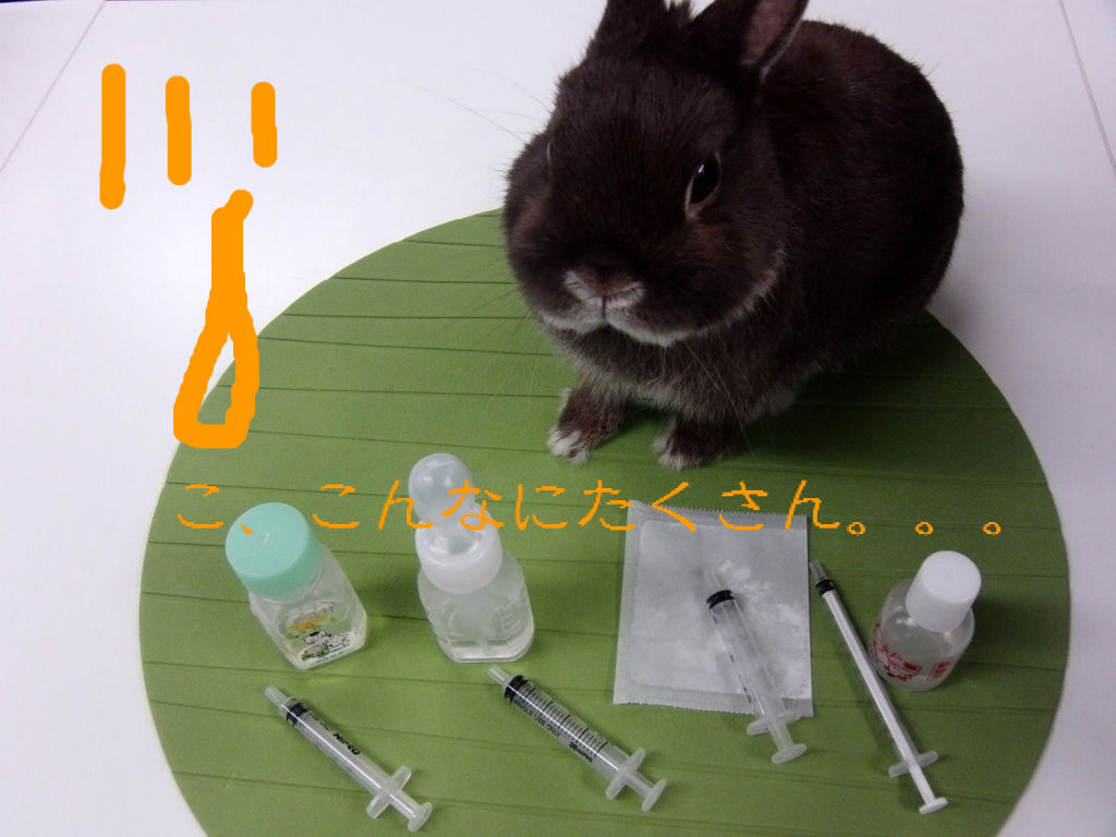 うさぎブログ うさぎのしっぽ公式ブログ 日々しっぽ 冬の急な体調変化に注意です