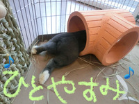 BlogPaint