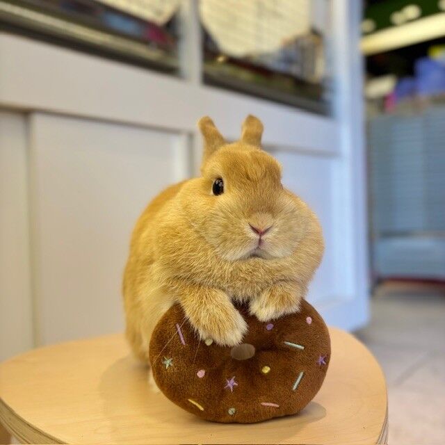 もちもちうさぎ : うさぎブログ うさぎのしっぽ公式ブログ「日々しっぽ」