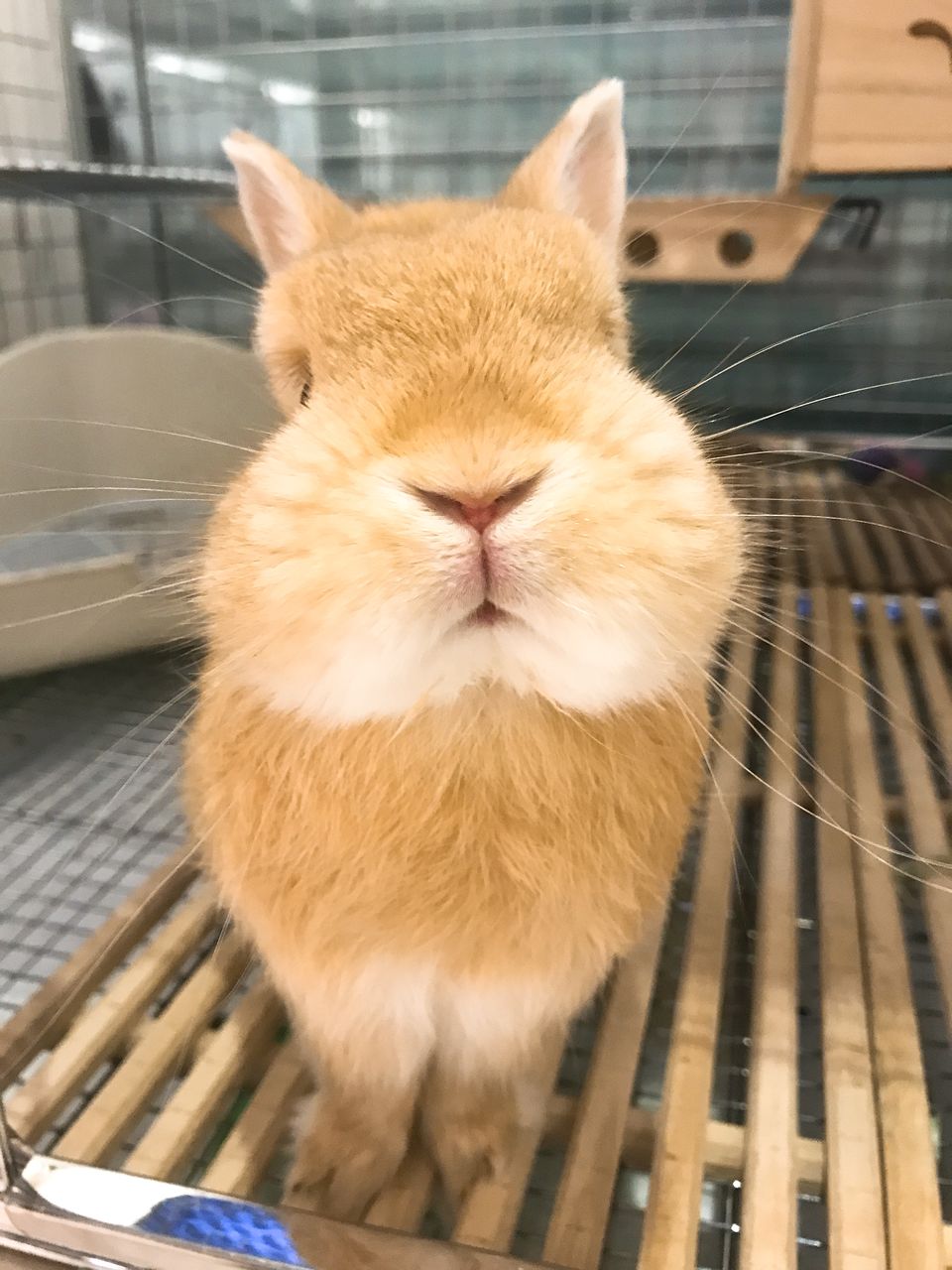 うさぎブログ うさぎのしっぽ公式ブログ「日々しっぽ」☆今週末のグルーミングいかがですか☆