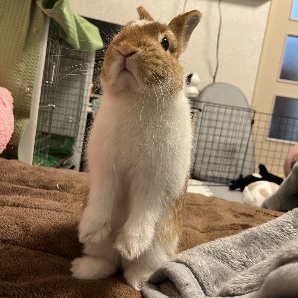 うさちゃんお迎えしました（＾O＾） : うさぎブログ うさぎの