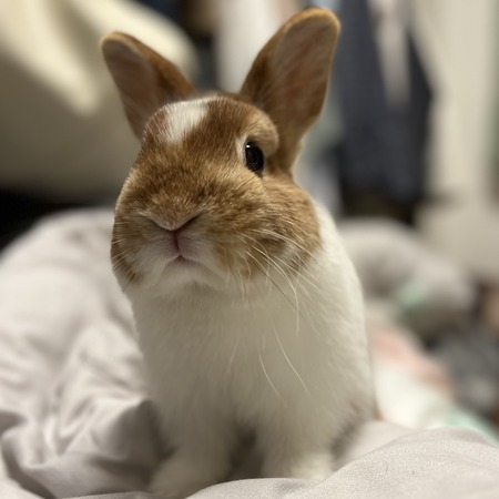 うさちゃんお迎えしました（＾O＾） : うさぎブログ うさぎの
